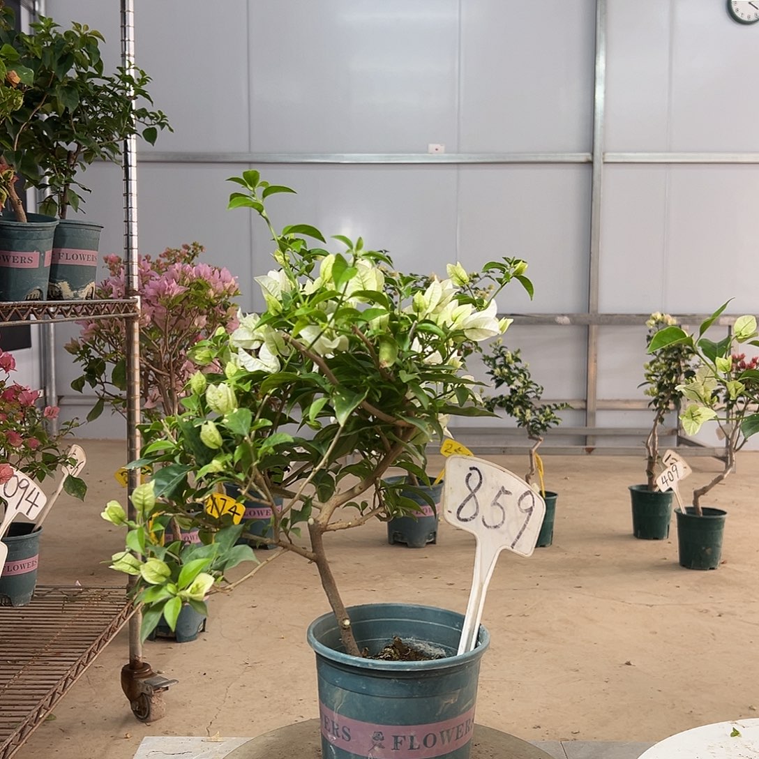 完全开放白雪公主 859