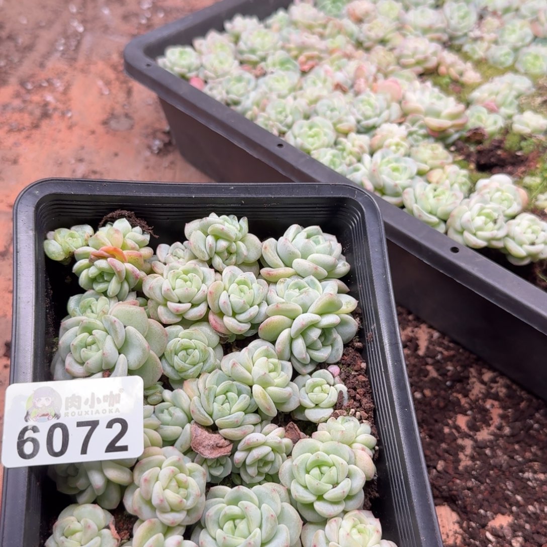 泡***x多肉植物多肉植物