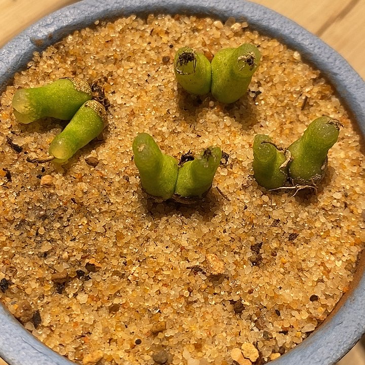 31342。   一颗双头小葫芦。  