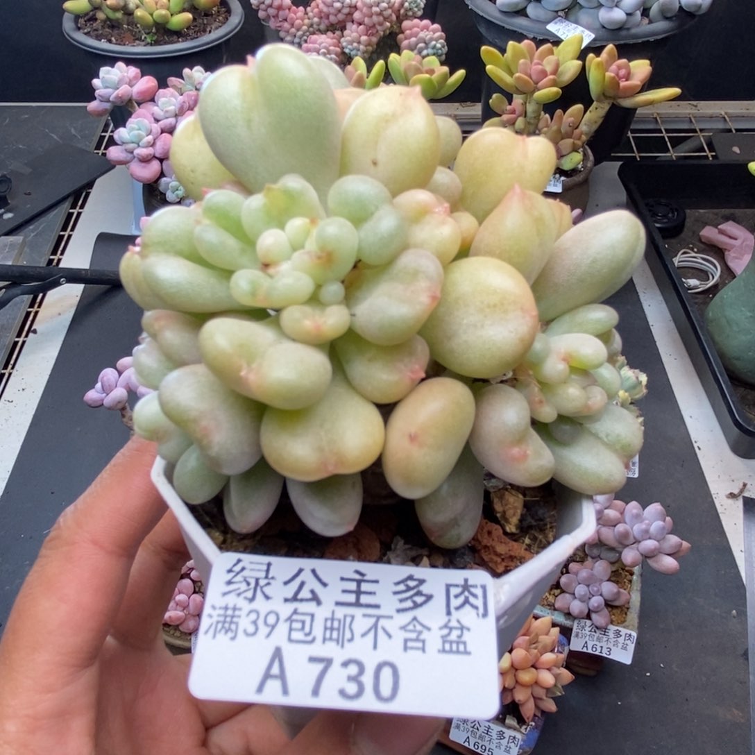 730比尔盖茨多肉树多肉6c m