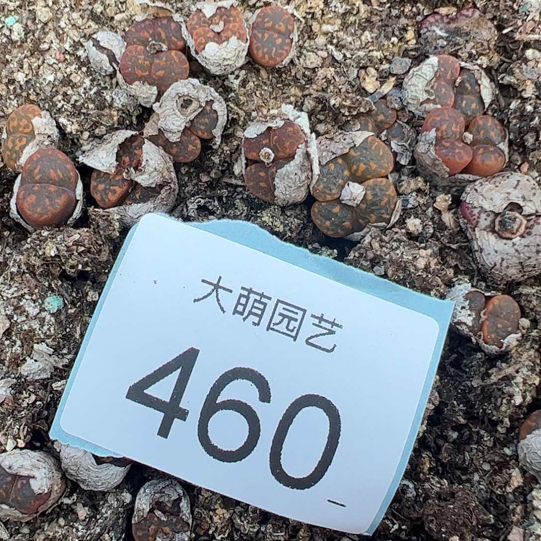 0000460量拍橙子帕迪勋章双头2颗