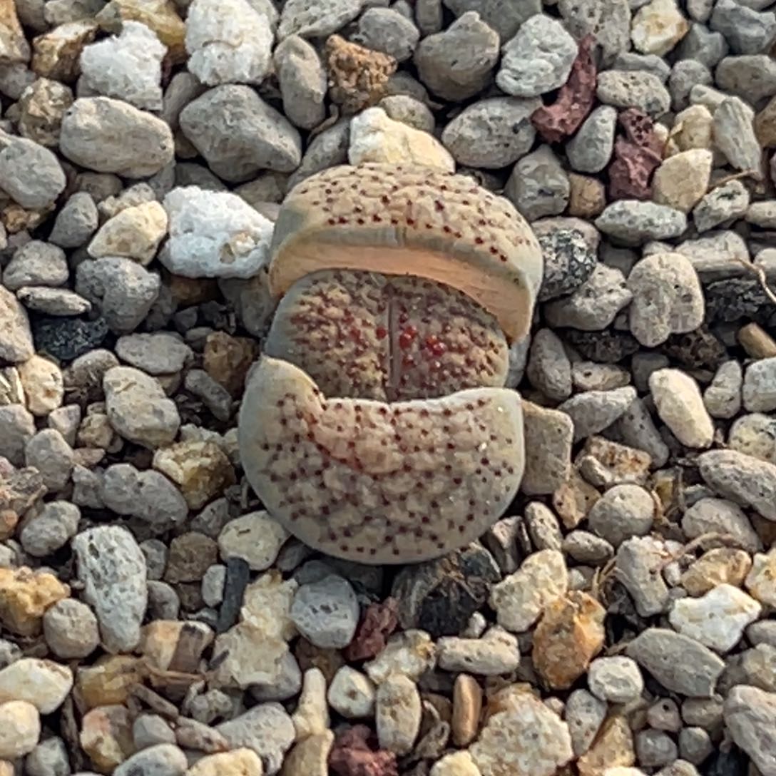 8012血点朝贡一颗