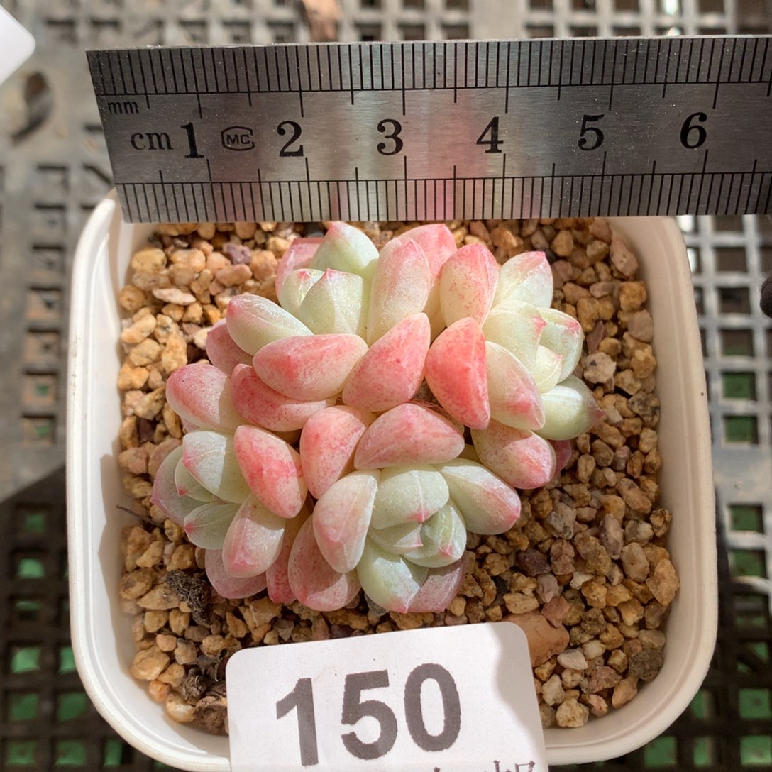 150。小脸白底冰玉四头。