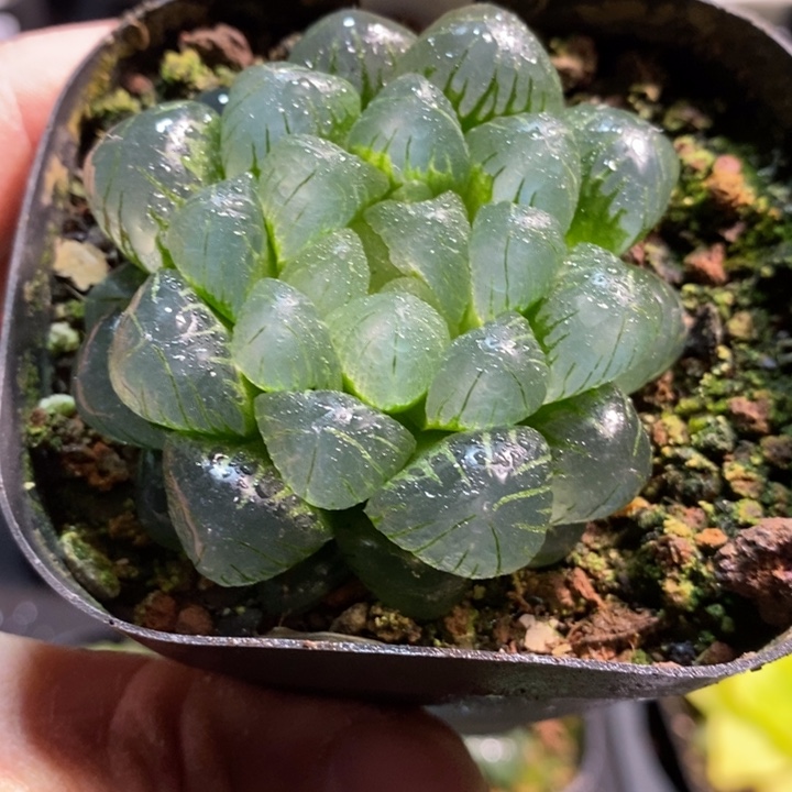 翠冰玉露多肉植物