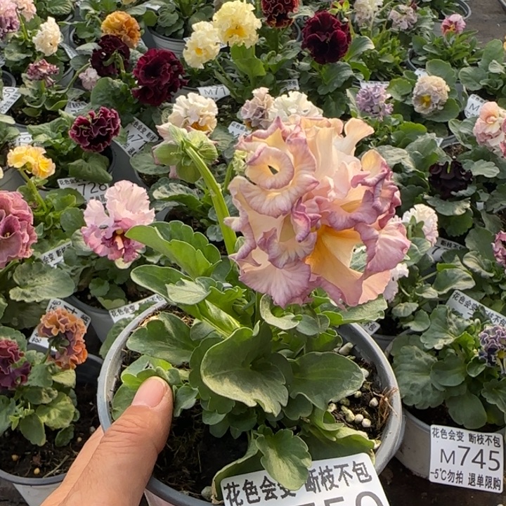 无花朵M750小苗默认苗晃零下5勿拍