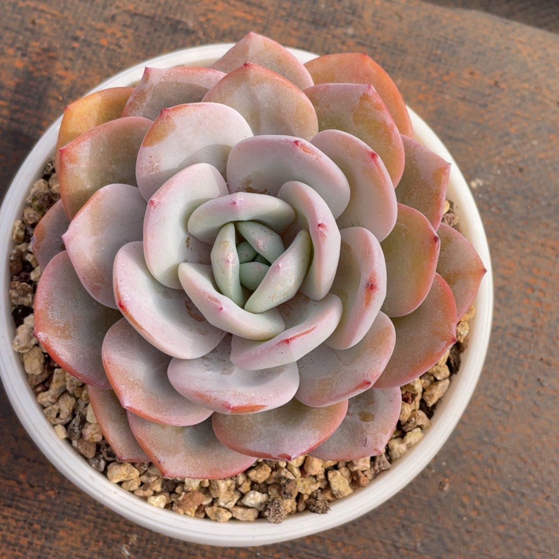 姐姐说她真的有男朋友没