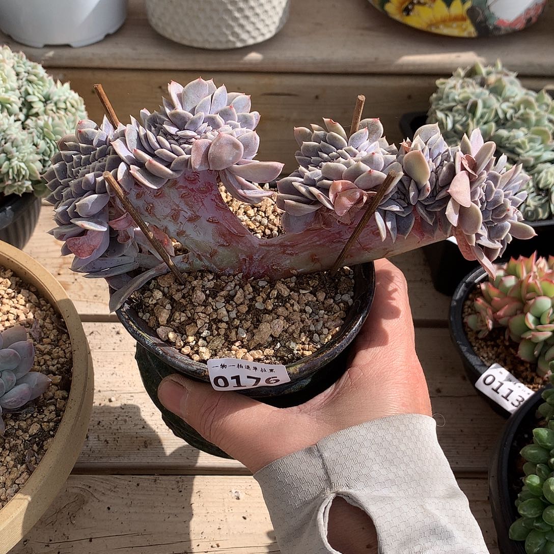 176汉堡缀化一颗17.5厘米