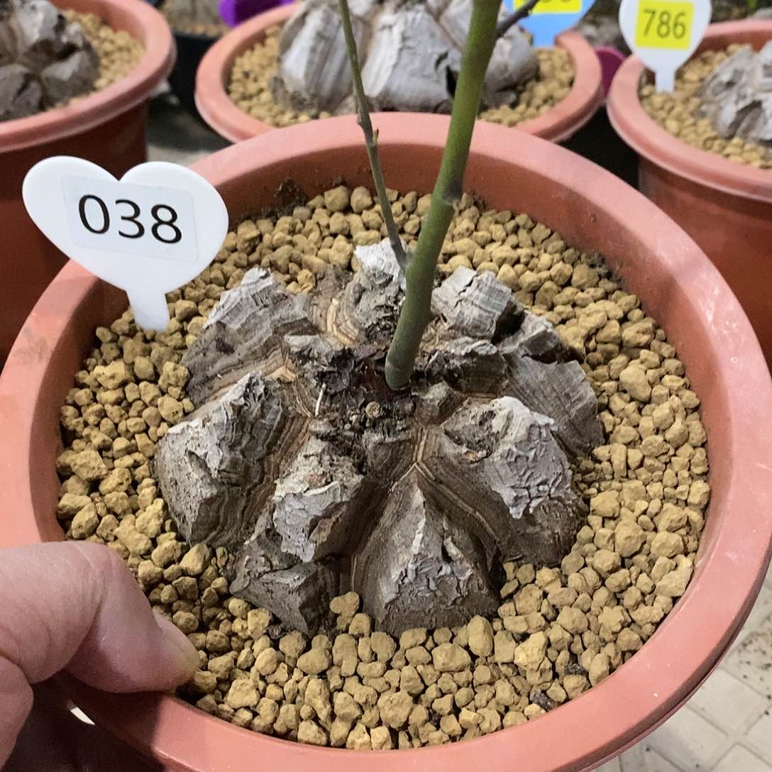 南非龟甲龙龟甲龙