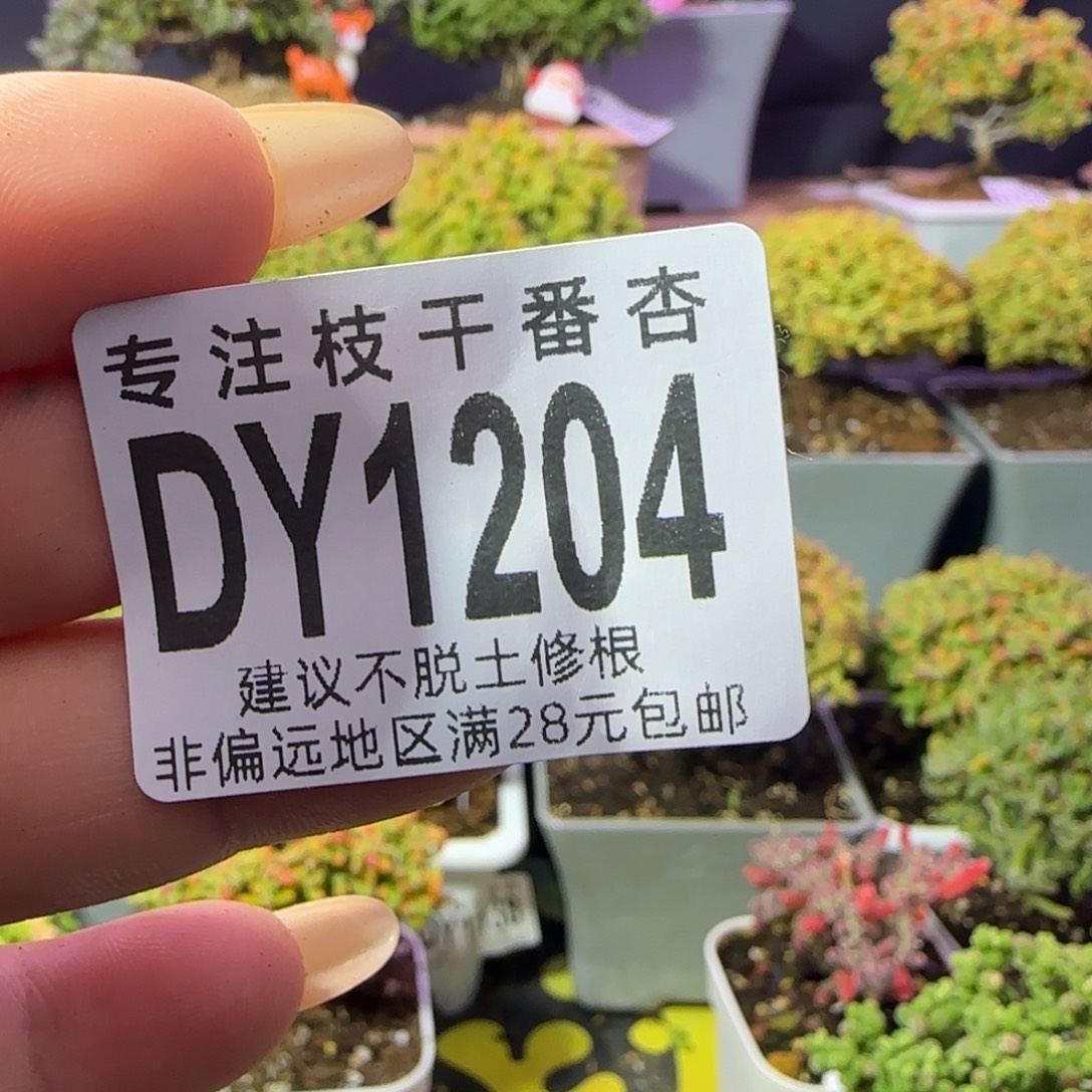 海****dy1204金桔棒棒糖型盲拍