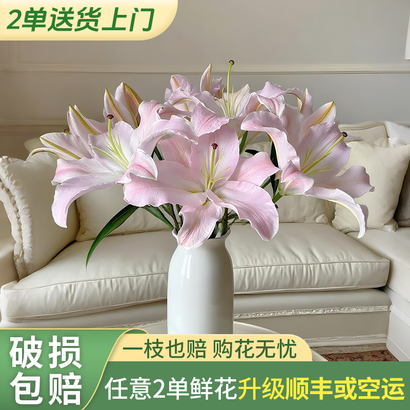 【云上花卉】粉天使香水百合 任意2单升级快递 发货后不支持退款