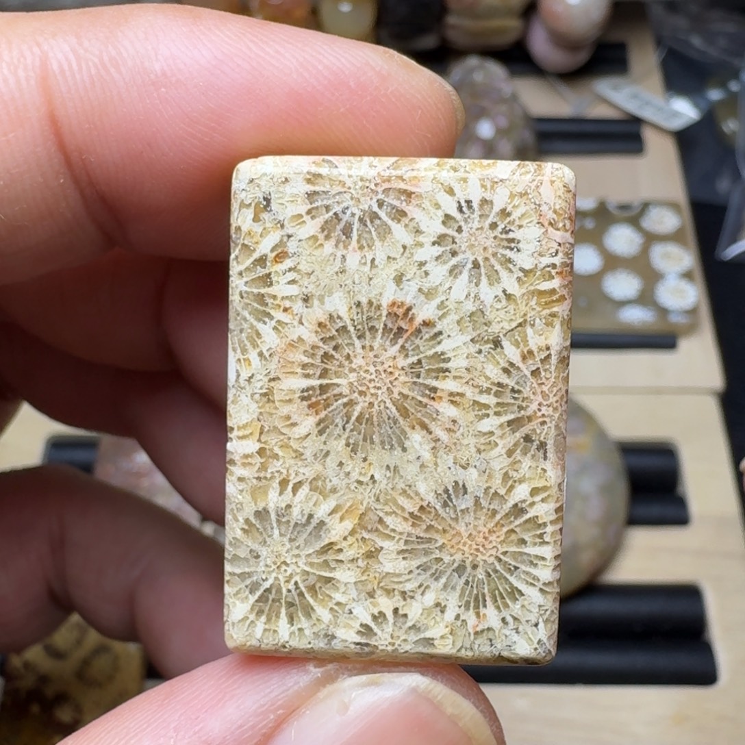 硅化珊瑚（珊瑚玉）未镶嵌纯天然色有机玉石保真色