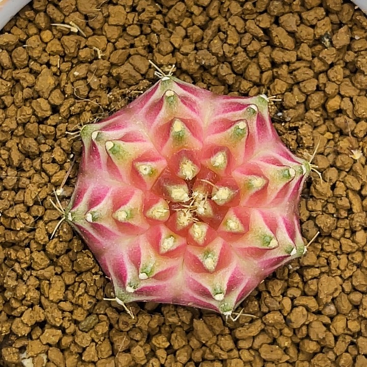 白锦皇室轮回 一物一拍