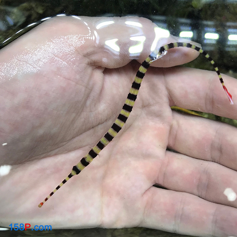 斑节海龙海水观赏鱼