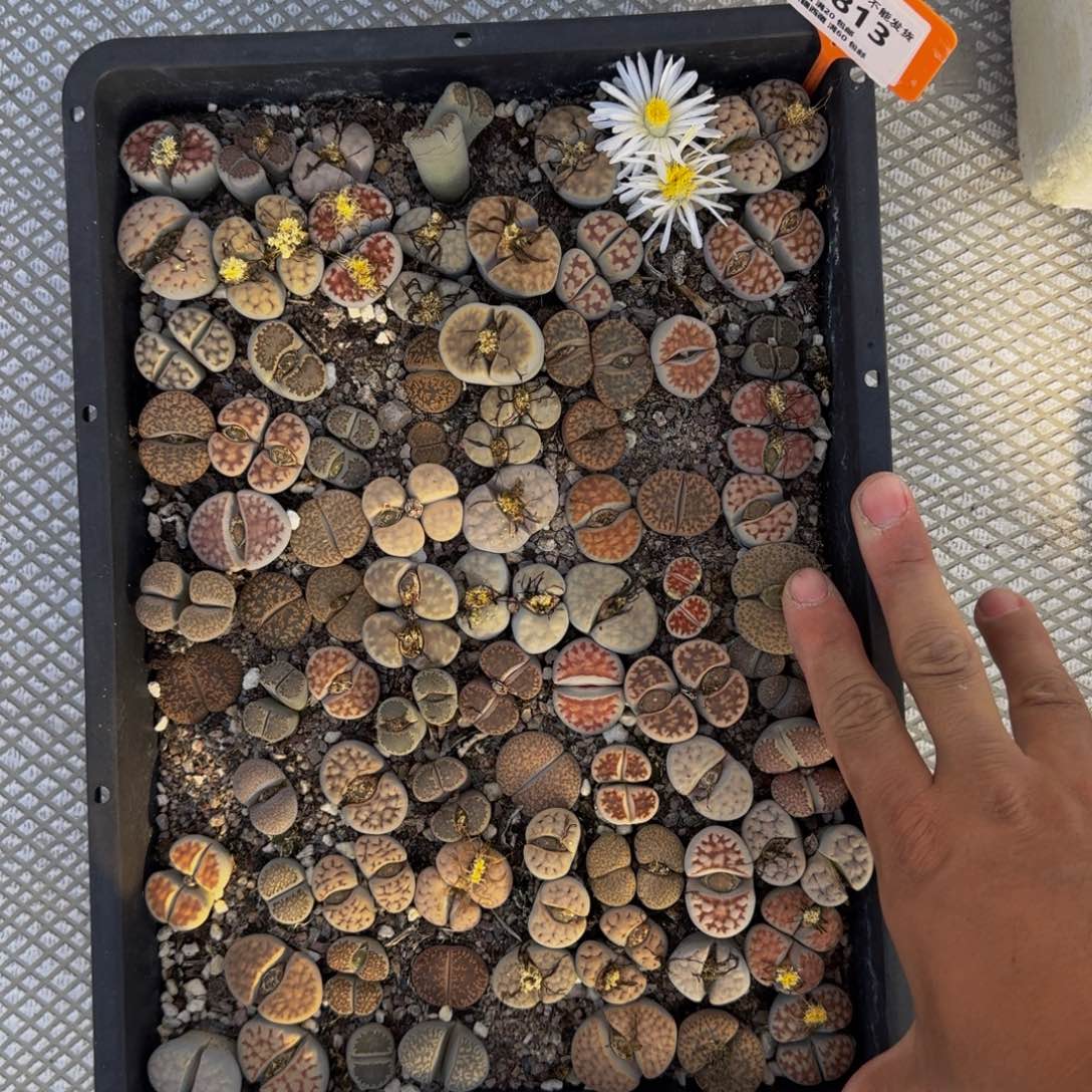 813，不带土！母本大个头！