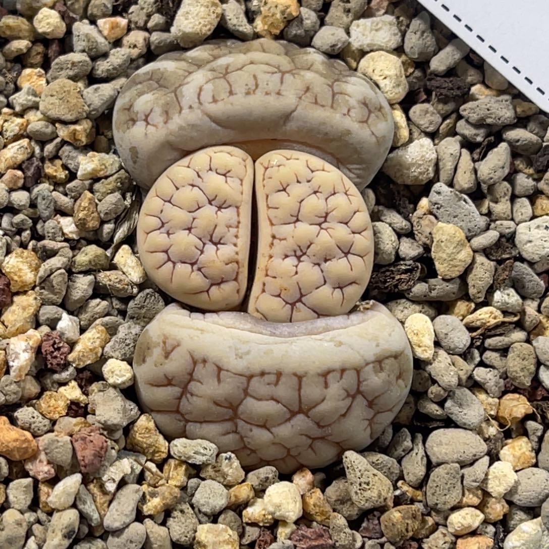 3055红纹纹凹凸189