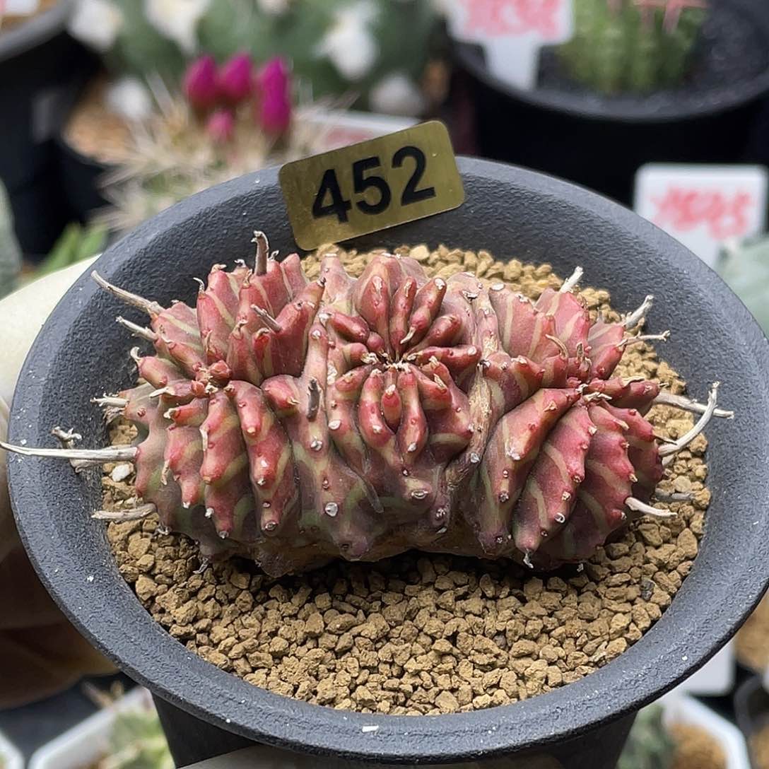 坤坤法丽达肠缀 致远多肉