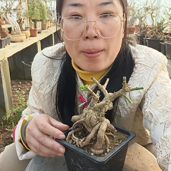 张***8完全开放甘肃小叶迎春花