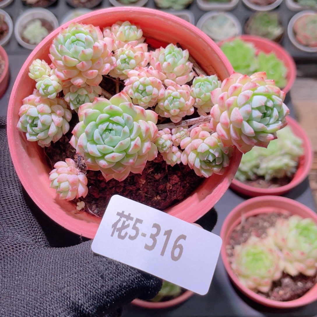 花利美5-316小粉莓