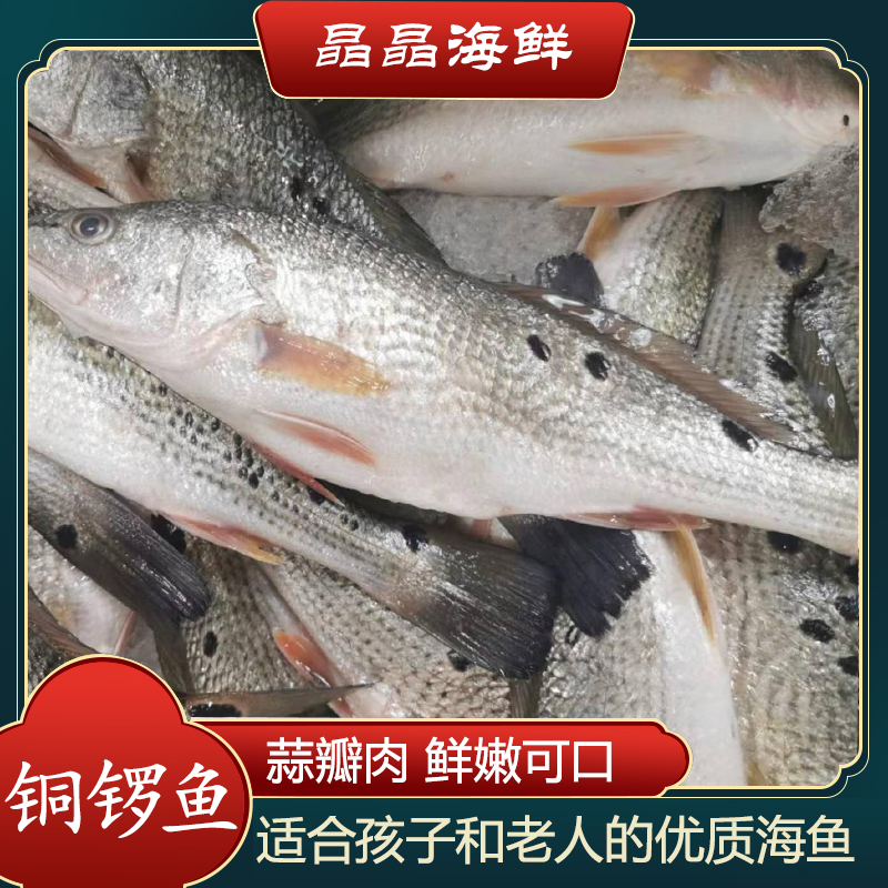 【铜锣鱼】 新鲜海捕铜锣鱼 蒜瓣肉口感好