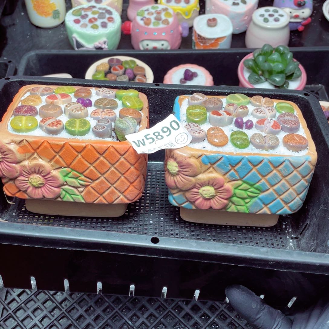 w5890-长方形花花，一份一盆量拍