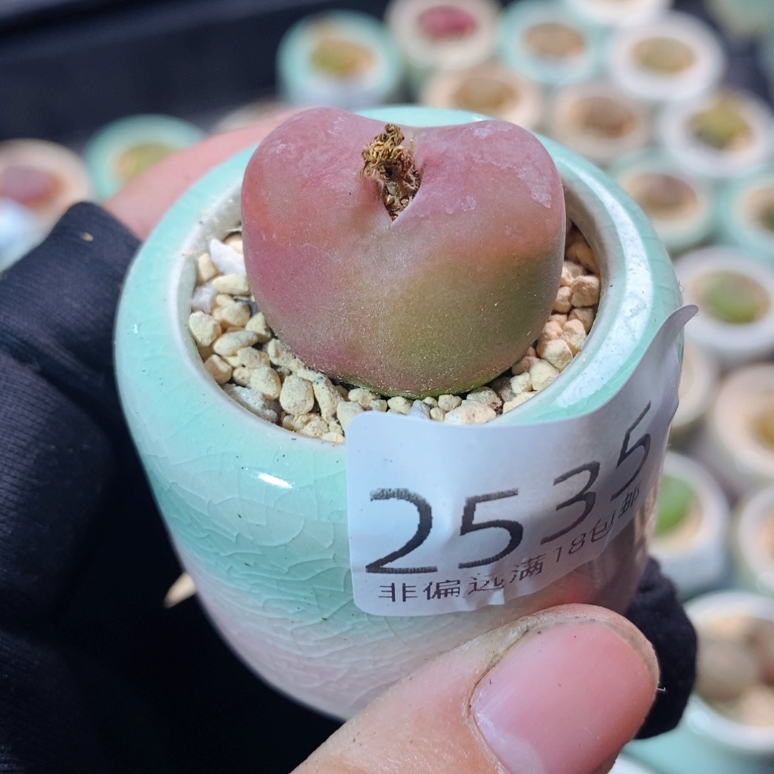 仙****肉2535-一物一拍带盆