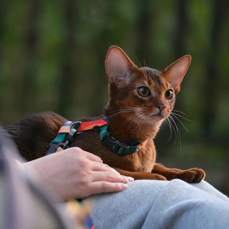 【太阳神阿比猫】阿比西尼亚猫幼猫活体专拍