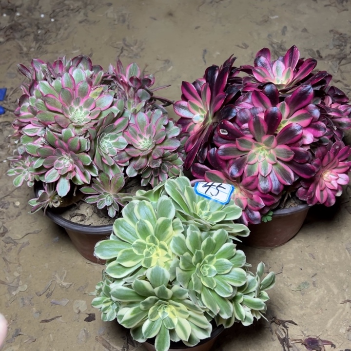 多肉植物砍他朵朵45