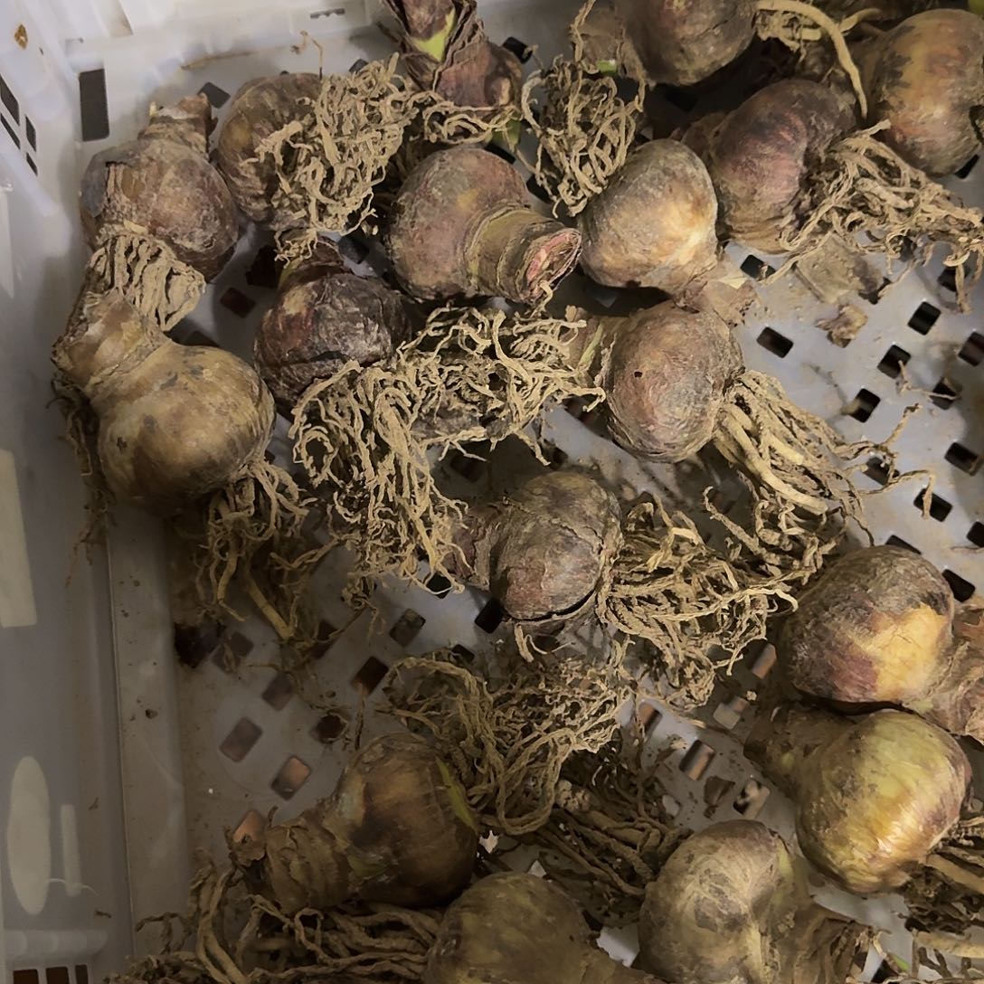 三颗樱桃妮芙自然数直径5左右福利