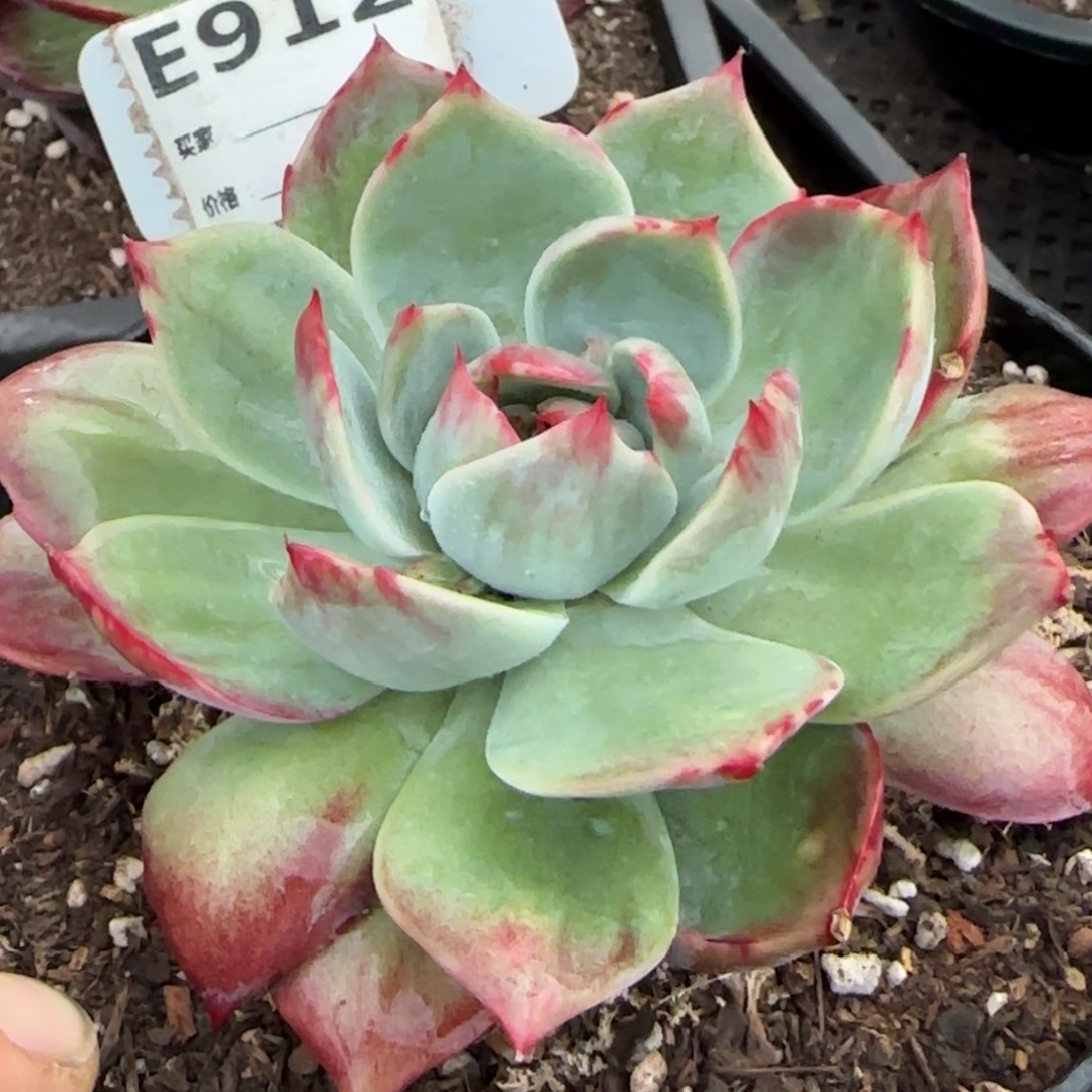 花脸拉丝惊鸿一物一拍包装收缩花旱912