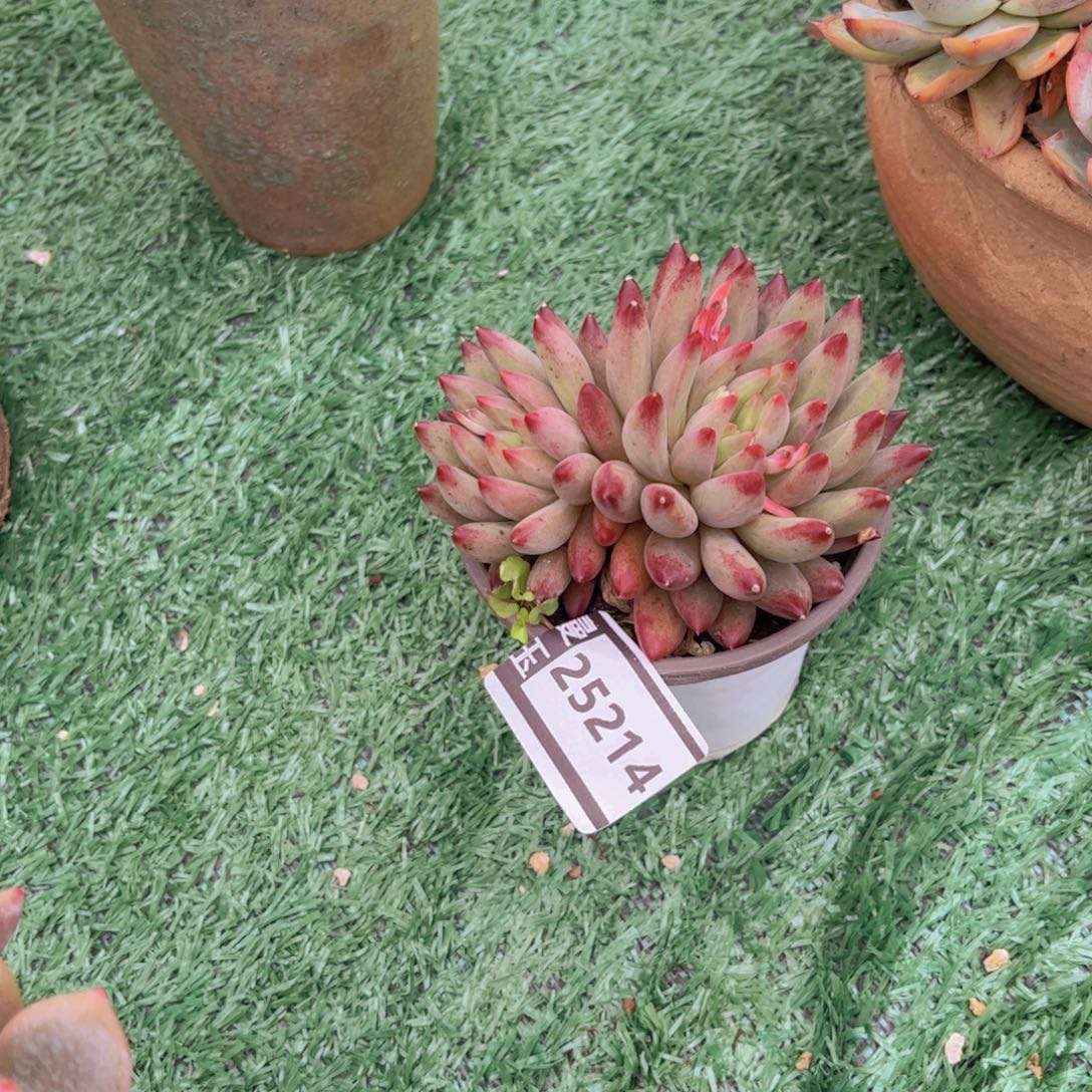 虞美人多肉植物25214