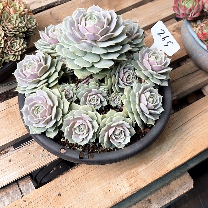 多肉植物，露娜莲265号