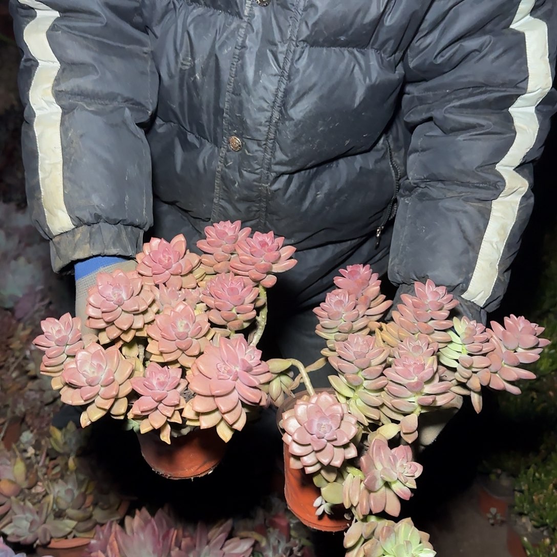 盆栽姬胧月多肉2棵