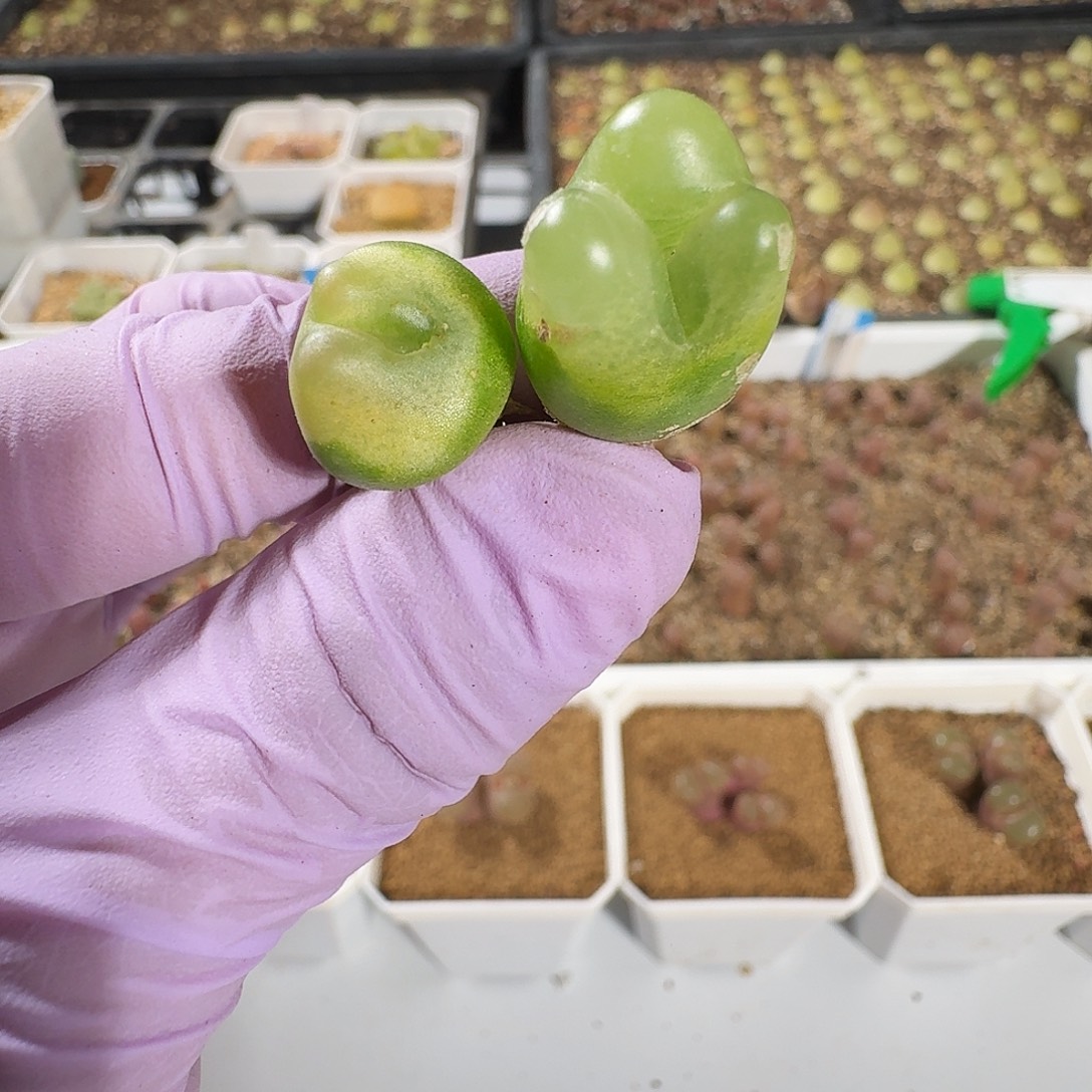 懒***。多肉植物福利风铃874