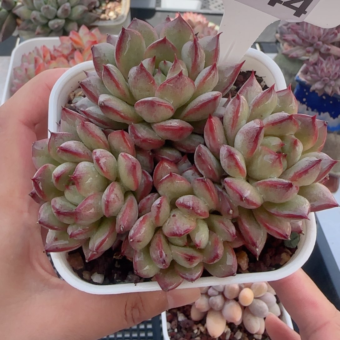 多肉植物4844……………