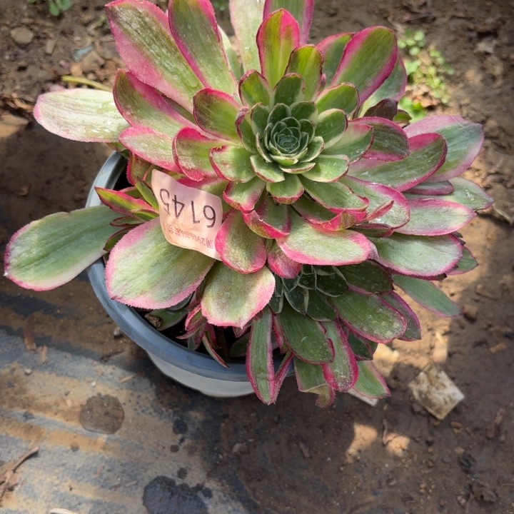 万花筒多肉法师6145