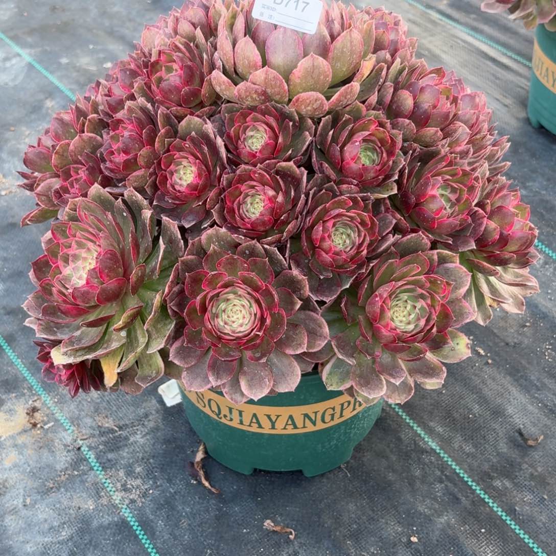 717莲花座多肉植物