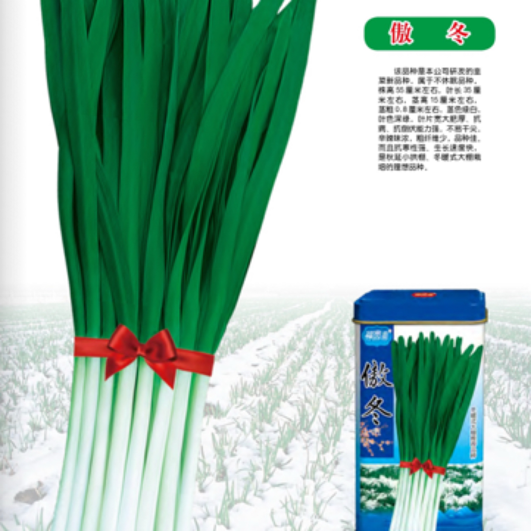 陆地不休眠韭菜傲冬品种宽叶大株型