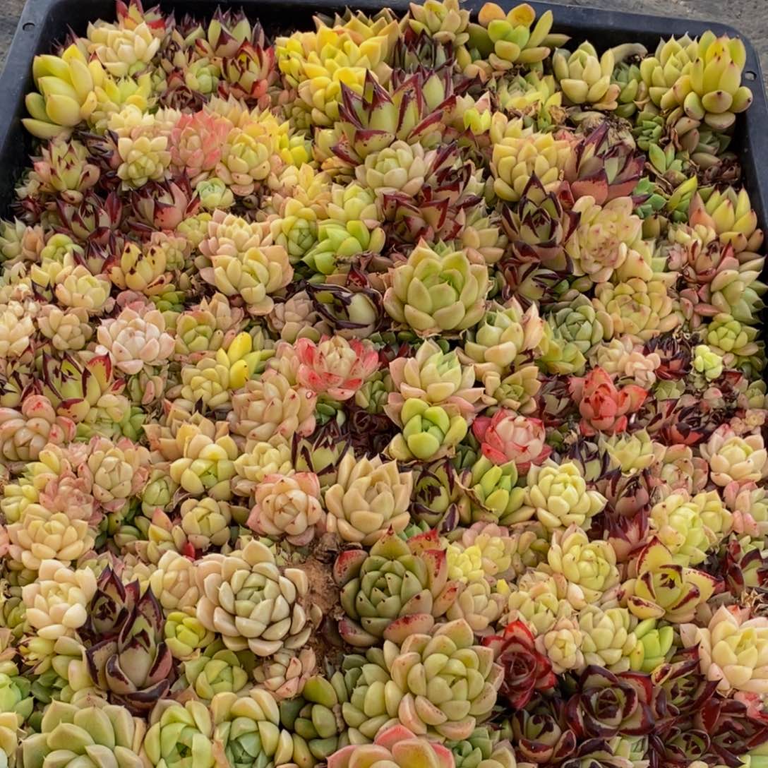 289多肉植物保护研究所所长助理研究员