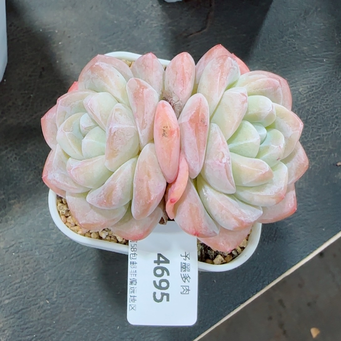 冰玉无砍，4695多肉植物