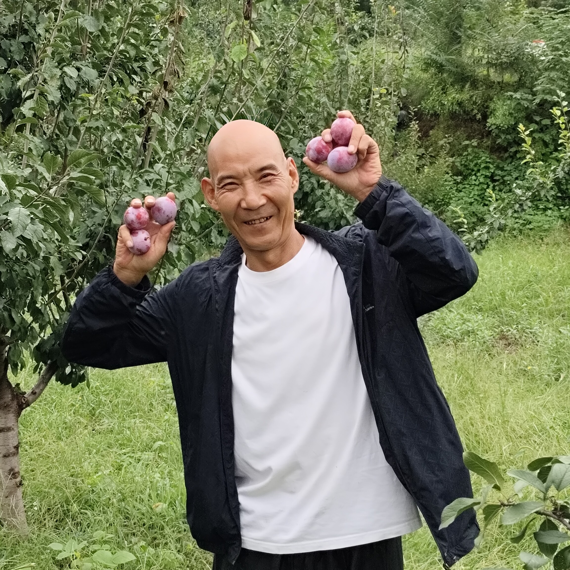 山西老曹自家果园法兰西梅新鲜现摘当季酸甜可口美味鲜甜水果整箱