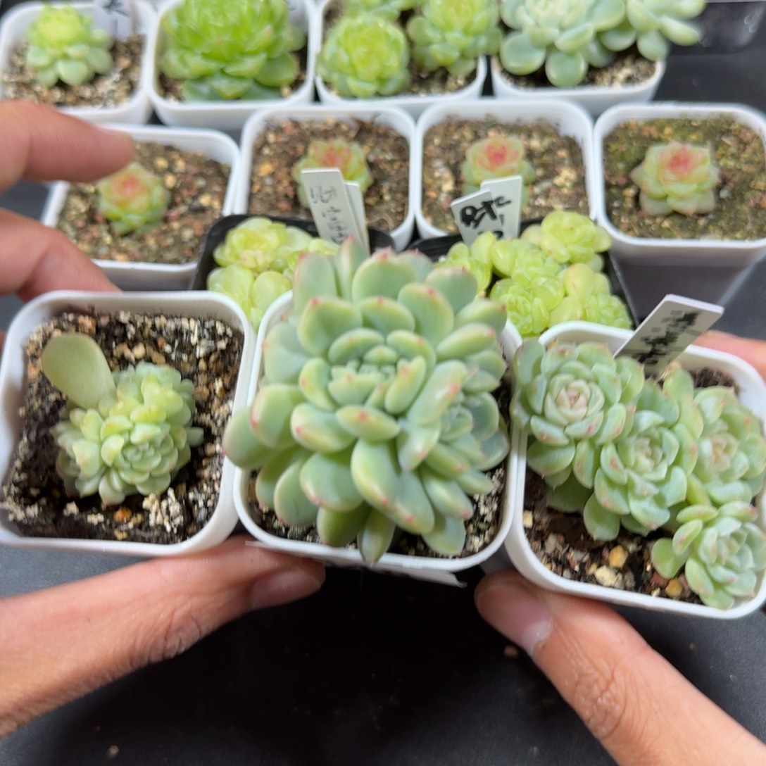 纸鸢群，谪仙缀，凌凌香048