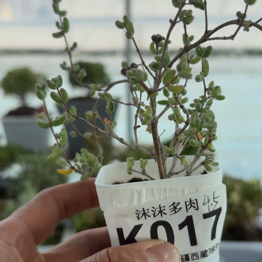 宸***冉017白虎斑锦枝干哦