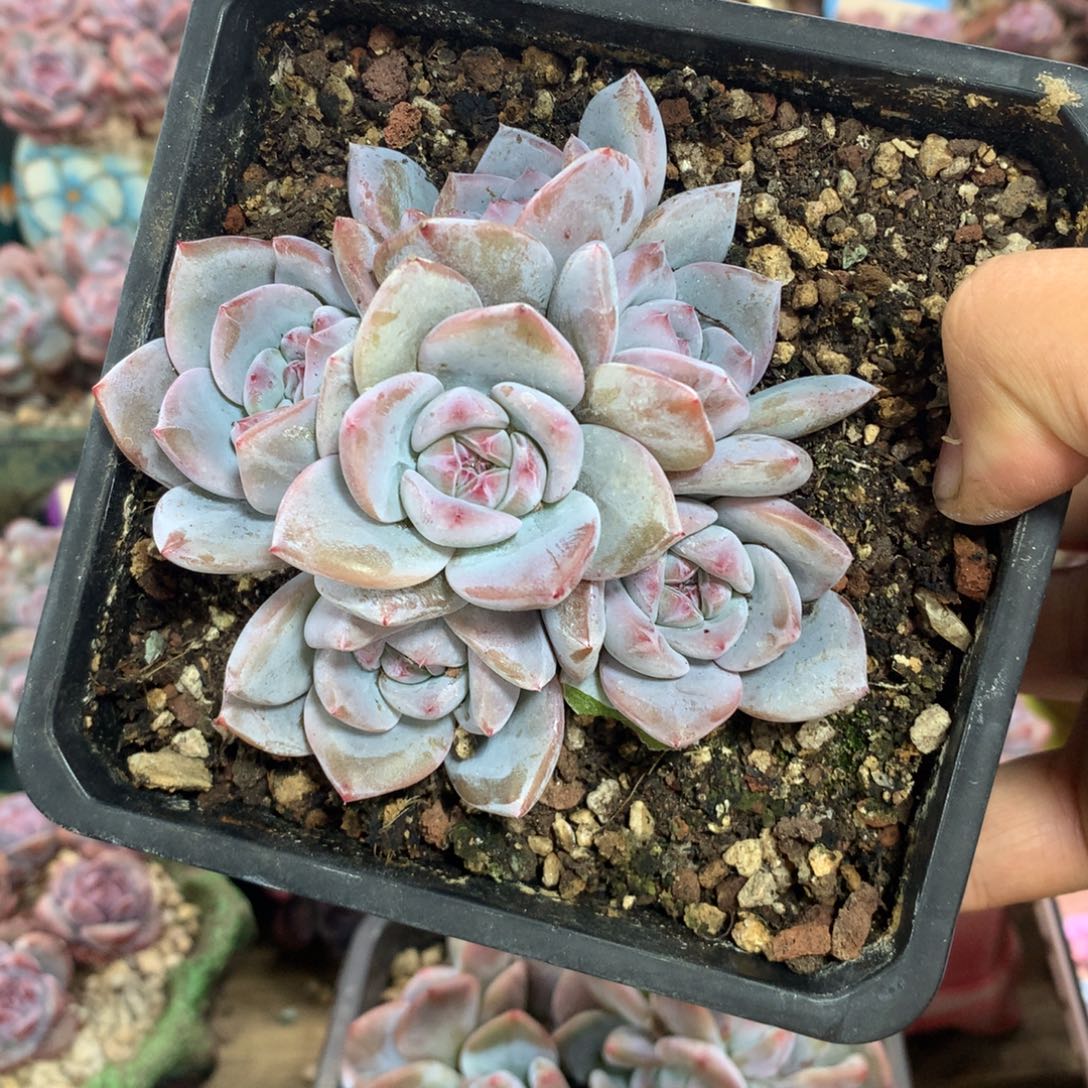 哈哈哈哈哈哈哈哈8