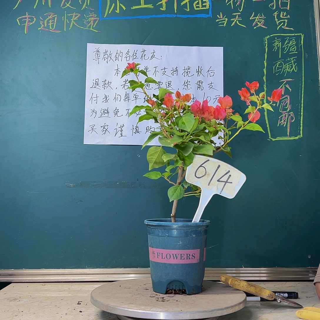 当前无花栽培后可以开花暗斑夕阳红 614
