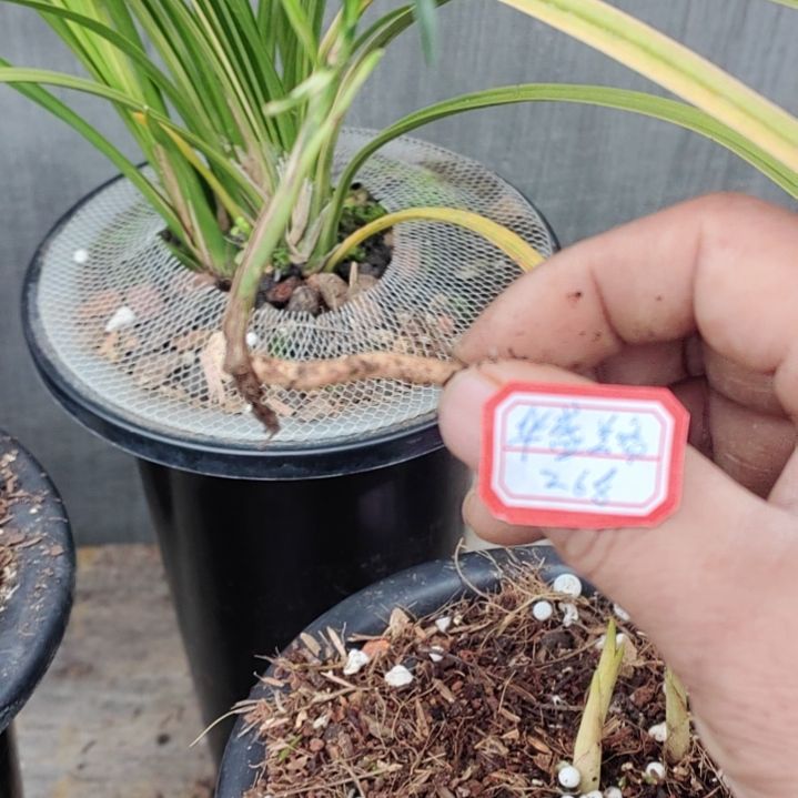 送春龙根斑草艺草