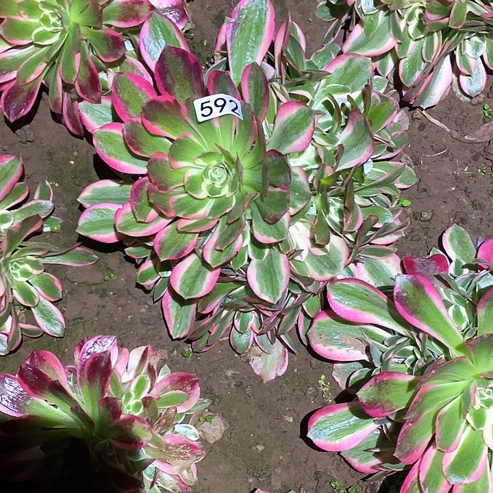 多肉植物法师592分女郎