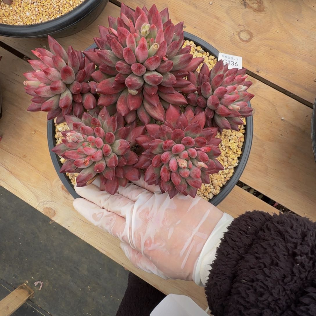 g g g g g g g g g 136