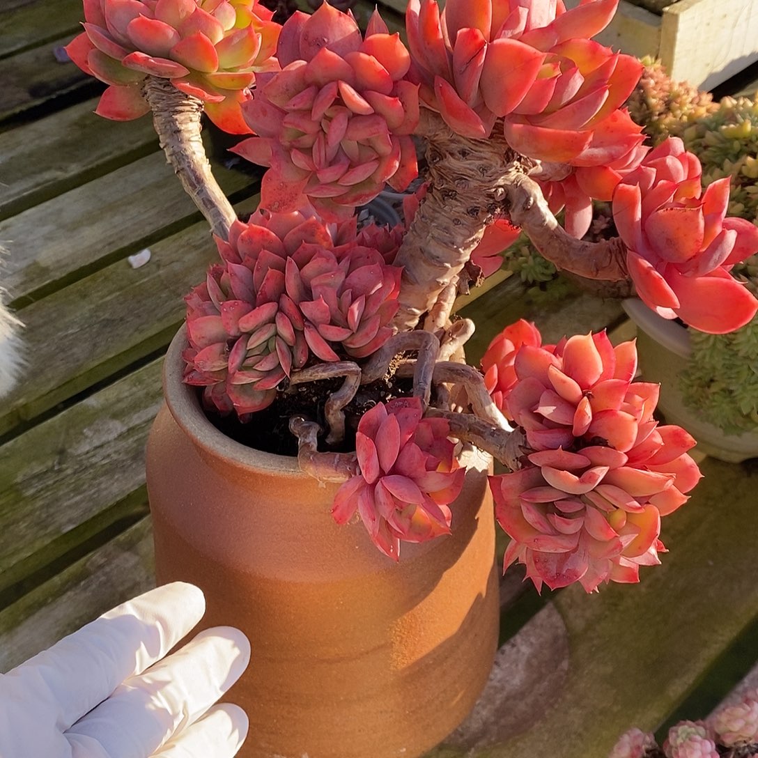 绮罗老桩老朱多肉