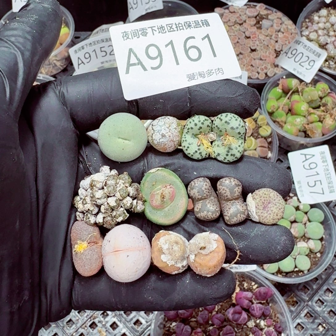 9161––零下地区需拍保温箱