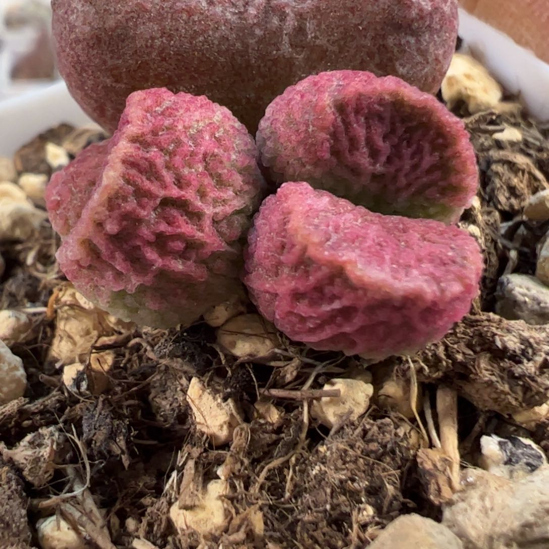 实生新品多肉植物水泡